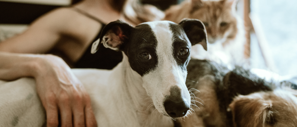 Les chiens et chats peuvent booster votre business de 300% !