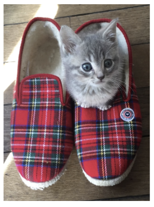 Chat Le Slip Français