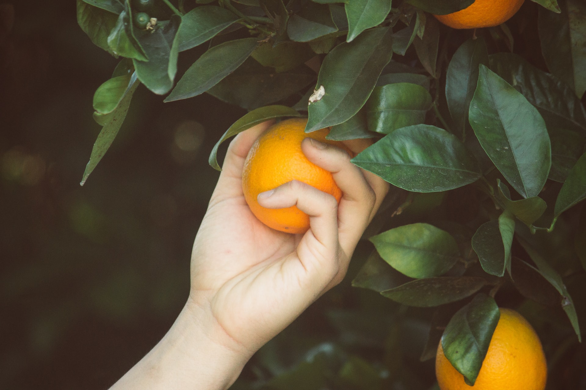 Low Hanging Fruits